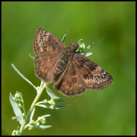 Wild Indigo Duskywing