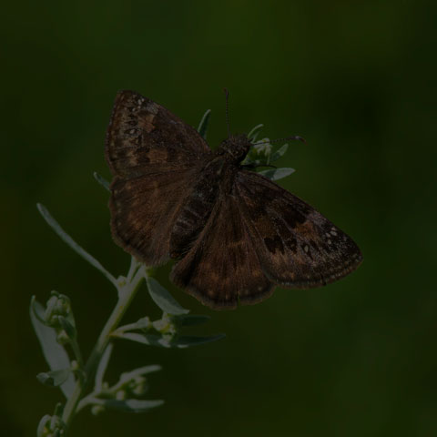 Wild Indigo Duskywing