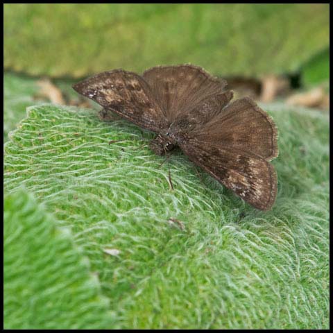 Wild Indigo Duskywing
