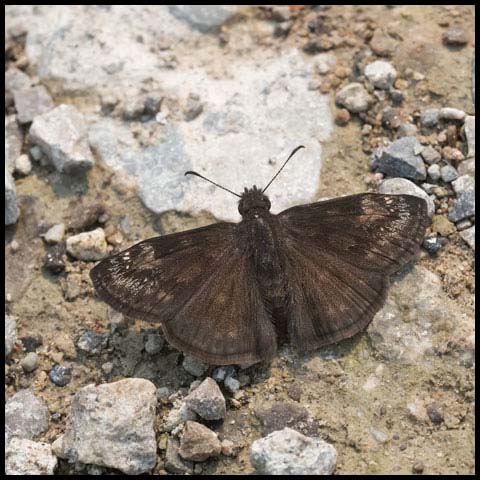 Wild Indigo Duskywing