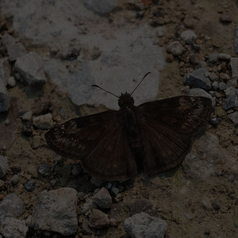 Wild Indigo Duskywing