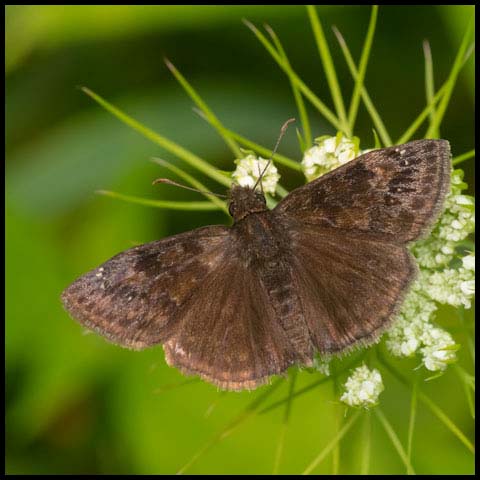 Wild Indigo Duskywing