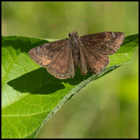 Wild Indigo Duskywing