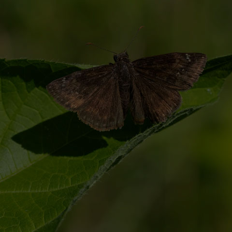 Wild Indigo Duskywing