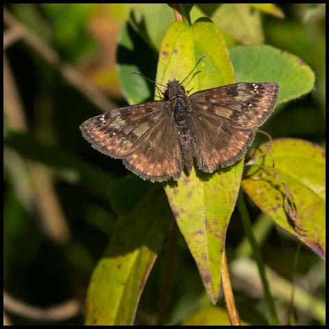 Wild Indigo Duskywing