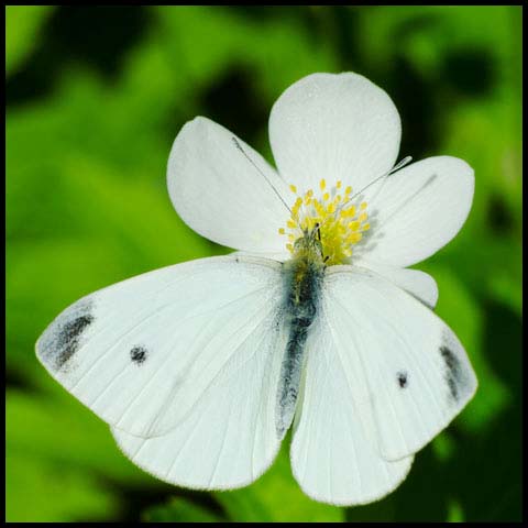 Cabbage White
