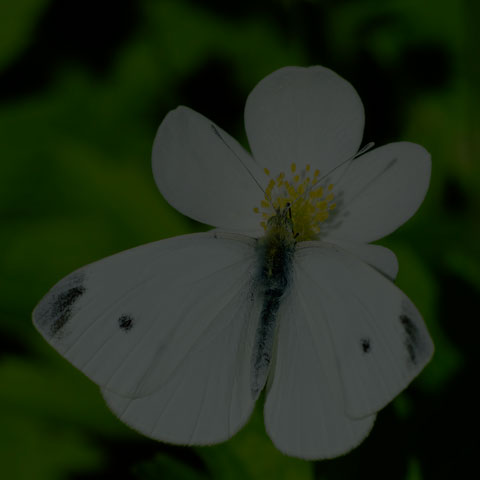Cabbage White