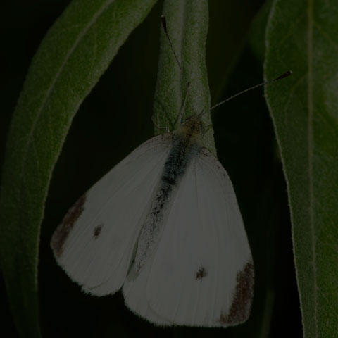Cabbage White