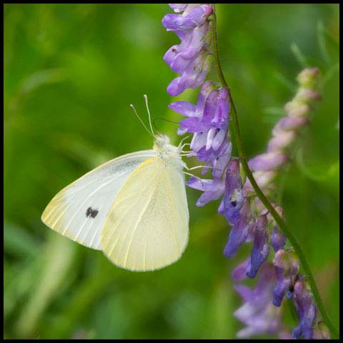 Cabbage White