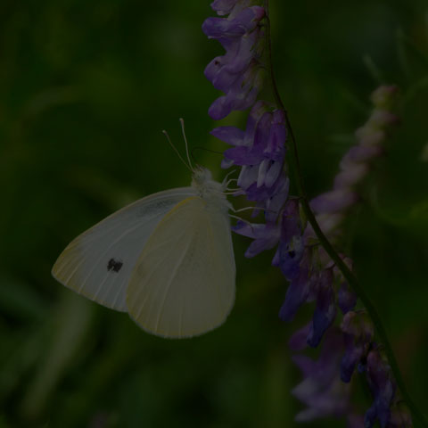 Cabbage White