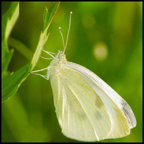 Cabbage White