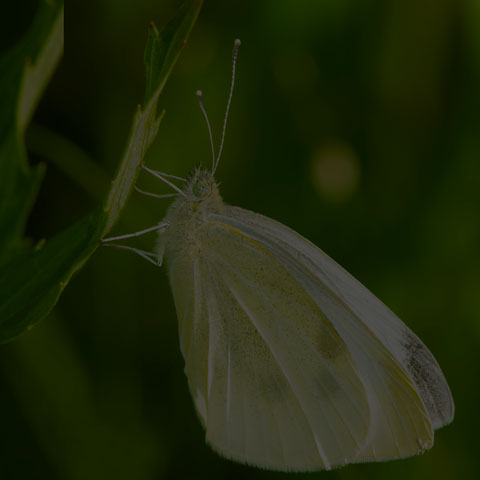 Cabbage White