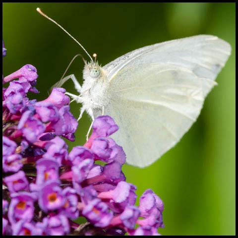 Cabbage White