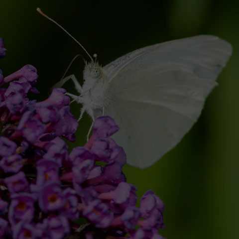 Cabbage White