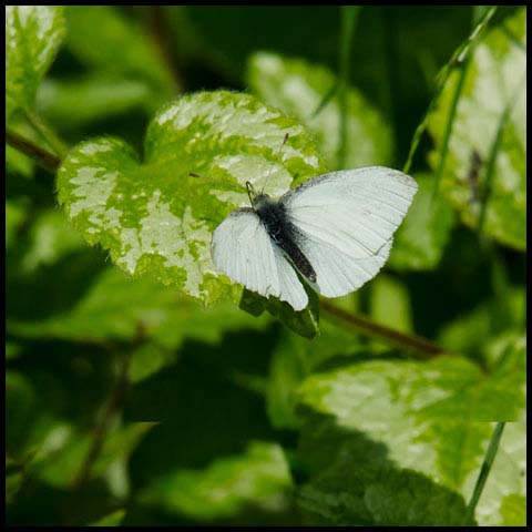 Cabbage White