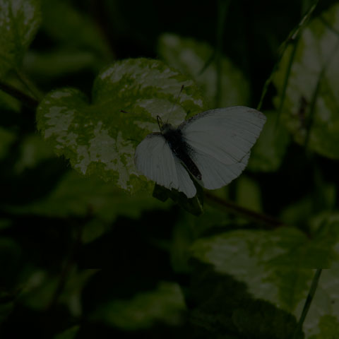 Cabbage White