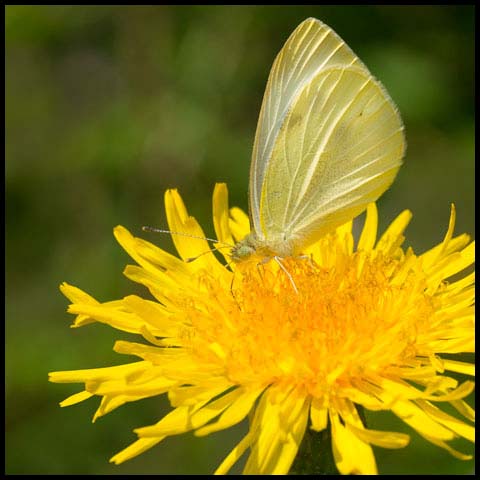 Cabbage White