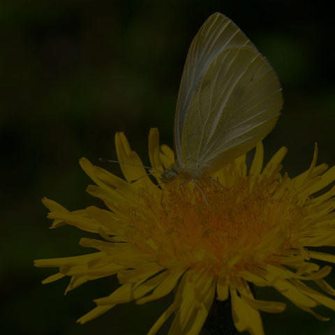 Cabbage White