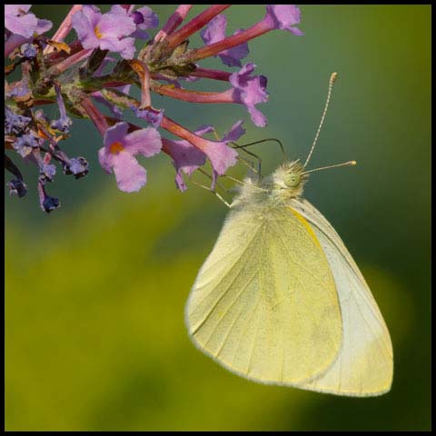 Cabbage White