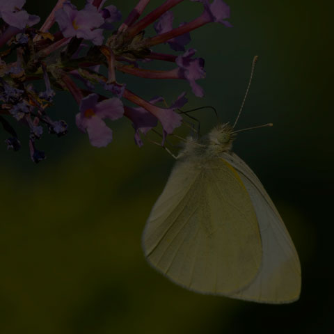 Cabbage White