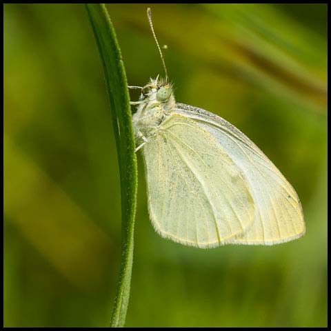 Cabbage White