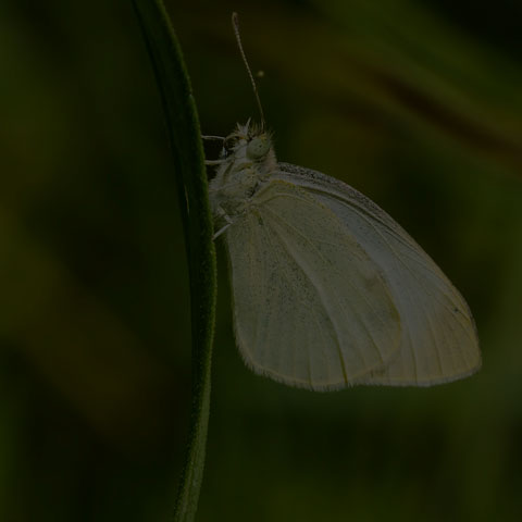 Cabbage White