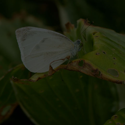 Cabbage White
