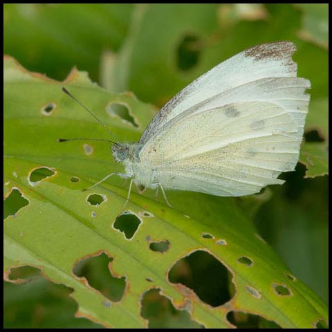 Cabbage White