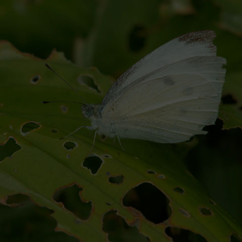 Cabbage White
