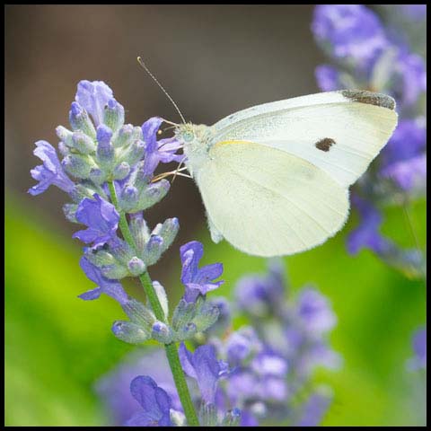 Cabbage White