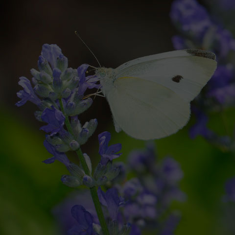 Cabbage White
