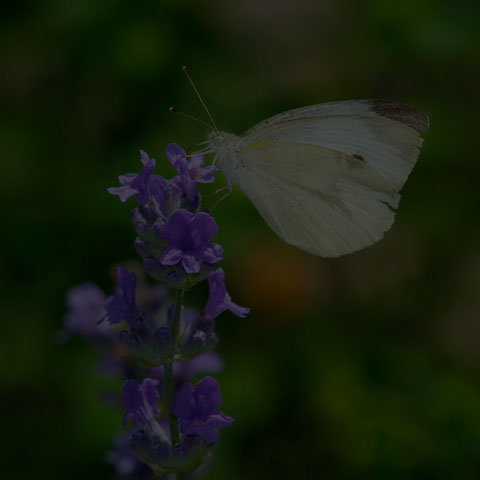 Cabbage White