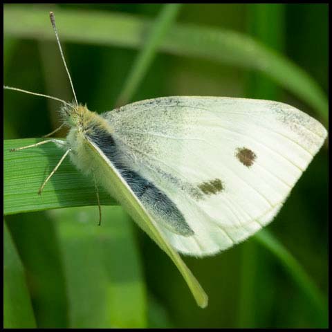 Cabbage White