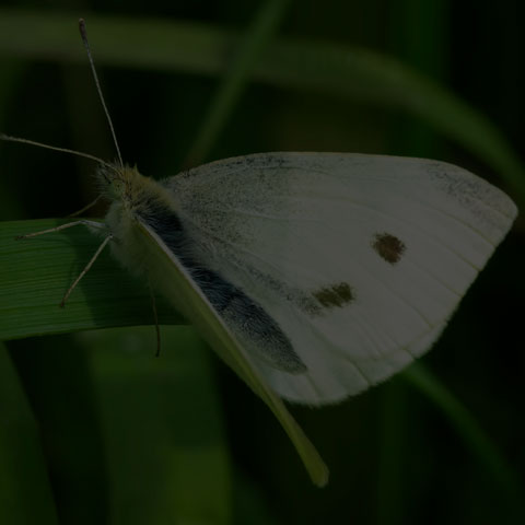 Cabbage White
