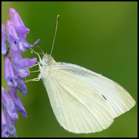 Cabbage White