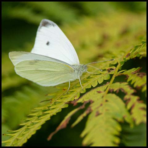 Cabbage White
