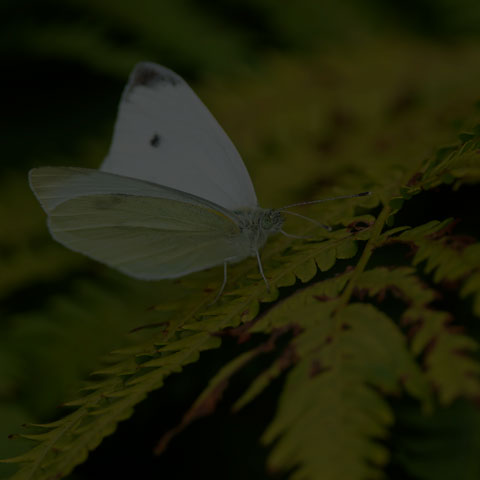 Cabbage White