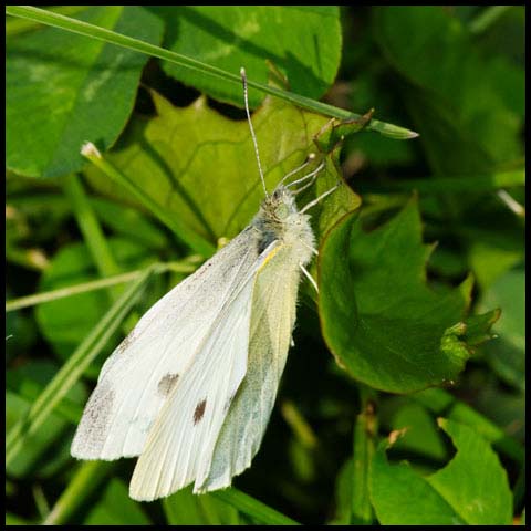 Cabbage White