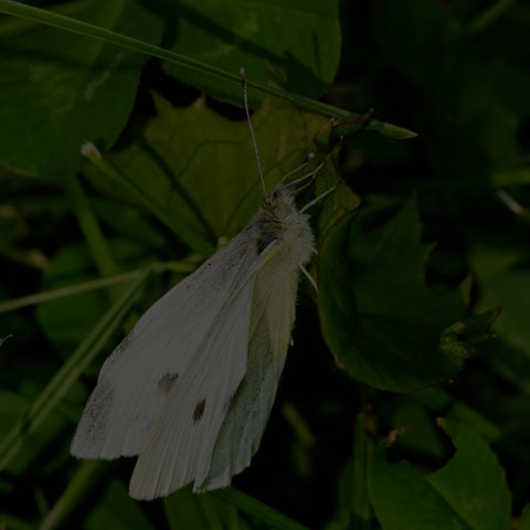 Cabbage White