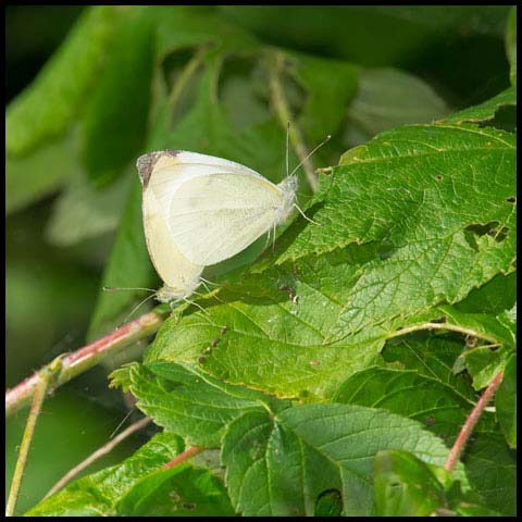 Cabbage White
