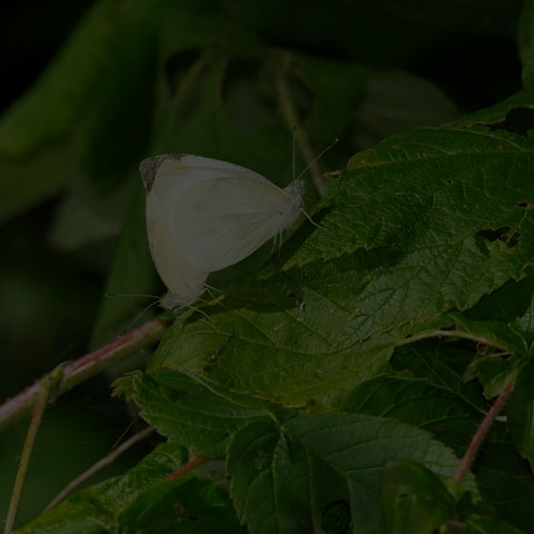 Cabbage White