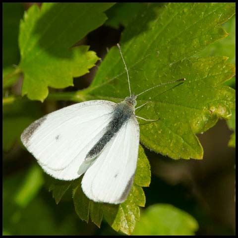 Cabbage White