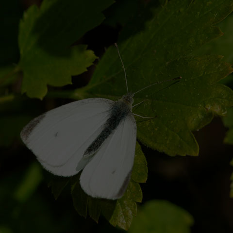 Cabbage White