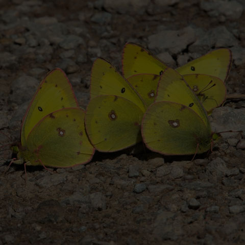 Clouded Sulphur Butterfly