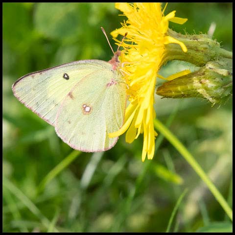 Clouded Sulphur Butterfly