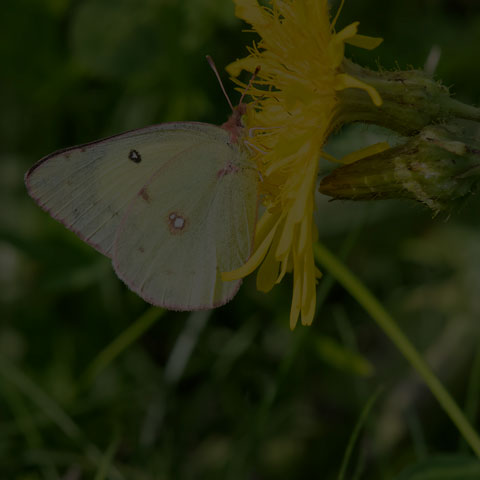 Clouded Sulphur Butterfly