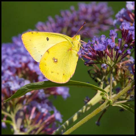 Clouded Sulphur Butterfly