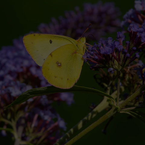 Clouded Sulphur Butterfly