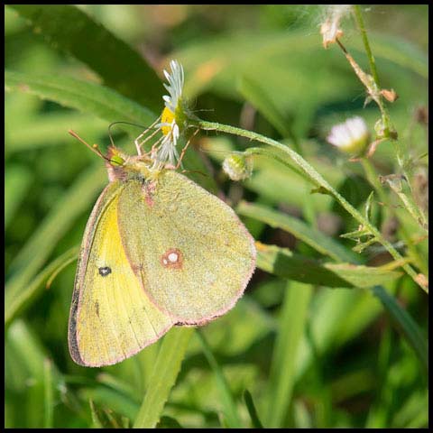 Clouded Sulphur Butterfly