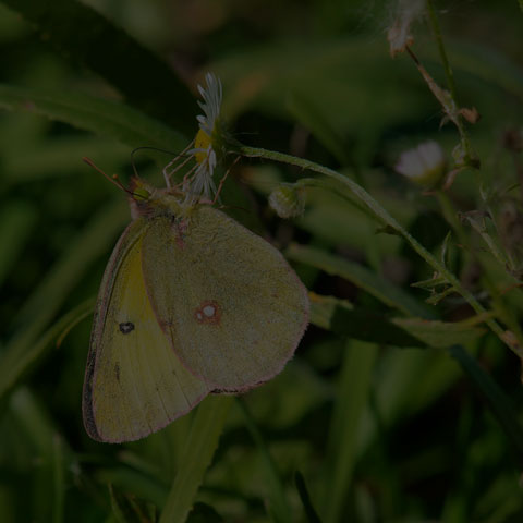 Clouded Sulphur Butterfly